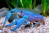 Hammers Cobalt Blue Lobster Thumbnail