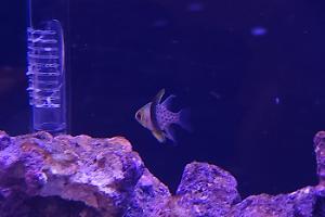 Banggai cardinalfish Thumbnail