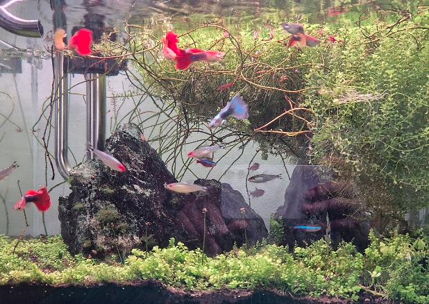 45CM Planted Shrimp Tank on 2024-03-01T07:21:40.926743Z[GMT]