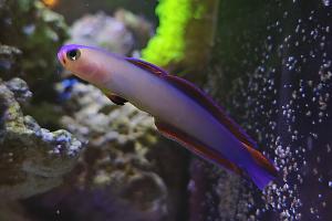 Purple Firefish Thumbnail