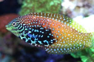 peacock wrasse Thumbnail