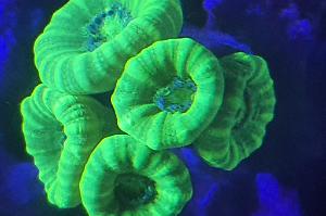 Candy Cane Coral Thumbnail