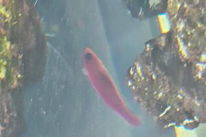 Purple Dottyback Thumbnail