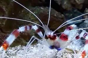 Banded Coral Shrimp Thumbnail