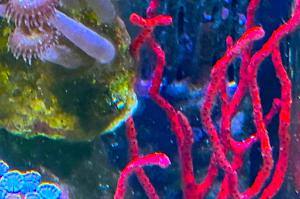 Red Finger Gorgonian Thumbnail