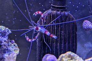 Coral Banded Shrimp Thumbnail