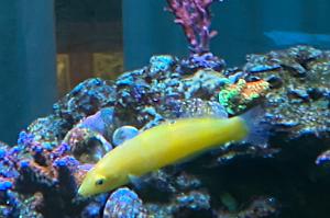 Yellow Coris Wrasse Thumbnail