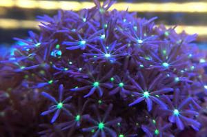 Daisy Polyps Thumbnail