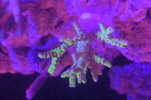 Anacropora Thumbnail