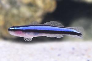 Neon Blue Goby Thumbnail