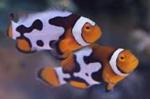 Picasso Clownfish Thumbnail