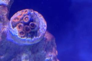 Bam Bam Zoanthid Thumbnail