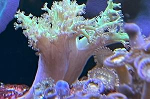 Kenya Tree Coral Thumbnail