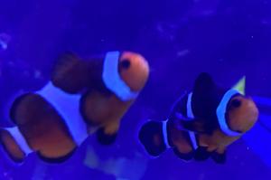 Tangerine Clownfish Thumbnail