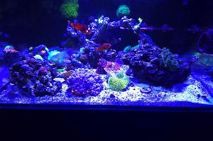 Nano Reef Thumbnail