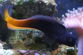 Flametail Blenny Thumbnail