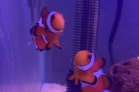 Ocellaris Clownfish Thumbnail