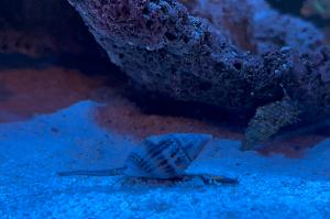 Nassarius Snail Thumbnail