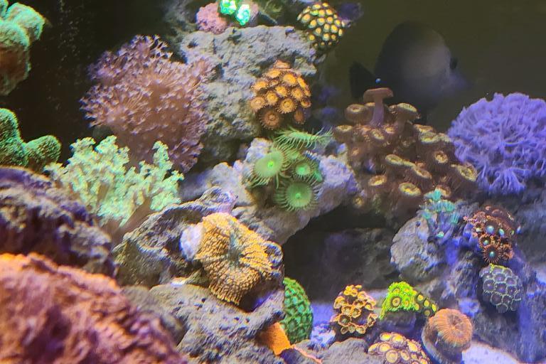 My Reef Tank Thumbnail