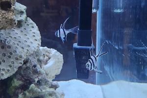 Banggai Cardinalfish Thumbnail