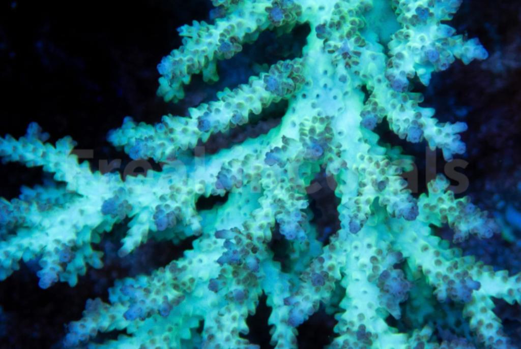 FireFly DeepWater FIJI Acropora