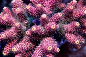 Metal Orange & Yellow Tip Millepora Acropora