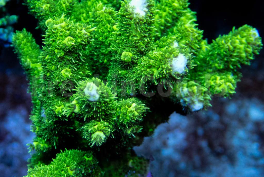 Flubber Polyps green Acropora