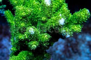 Flubber Polyps green Acropora