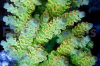 Chromatic Tenuis Acropora