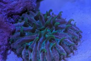 Short Tentacle Plate Coral Thumbnail