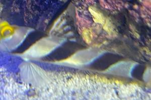 Hi Fin Red Banded Goby Thumbnail