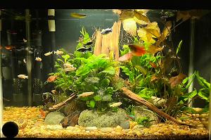 20g Peaceful Community Thumbnail