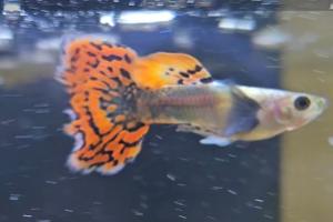 Dumbo Guppy Thumbnail