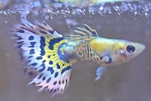 Tiger Half Moon Guppy Thumbnail