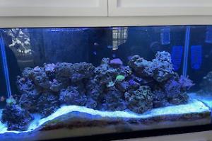 90 Gallon Mixed Reef Thumbnail