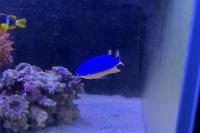 Fiji Blue Devil Damselfish Thumbnail