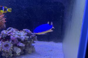 Fiji Blue Devil Damselfish