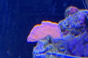 Turbinaria Cup Coral Thumbnail