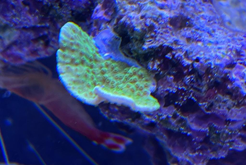 Turbinaria Cup Coral