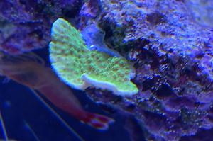 Turbinaria Cup Coral Thumbnail