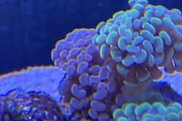 Hammer Anchor Coral Thumbnail