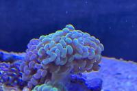 Hammer Anchor Coral Thumbnail