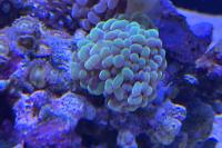 Hammer Anchor Coral Thumbnail