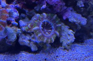 Acan Brain Coral