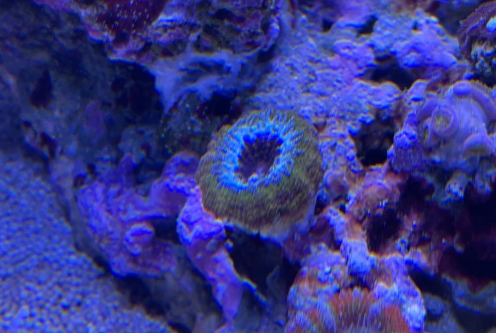 Acan Brain Coral