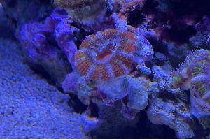 Acan Brain Coral