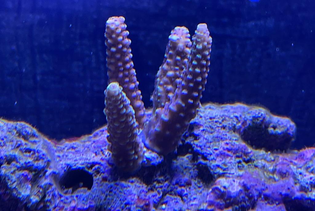 Anacropora