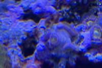 Button Polyp Thumbnail