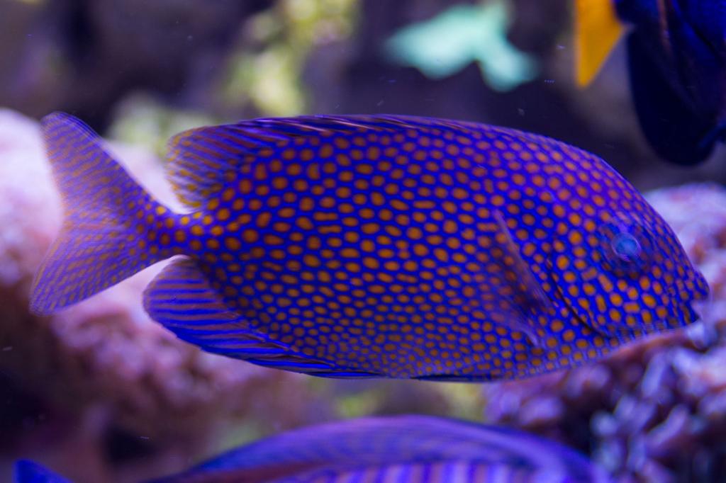 Gold Spotted Rabbitfish / Siganus punctatus 29