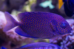 Gold Spotted Rabbitfish Thumbnail